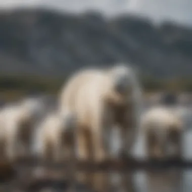 Polar Bear Mother and Cubs Near Coastal Waters