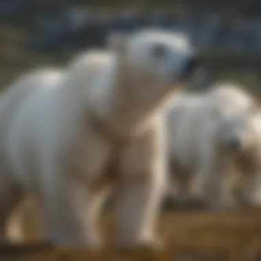 Polar Bear Population Dynamics