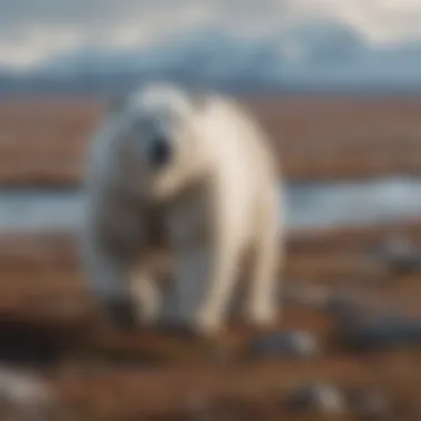 Majestic Polar Bear Roaming the Vast Tundra Landscape Polar Bear Roaming Tundra Landscape