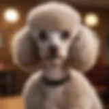 Poodle with intricate groomed hair