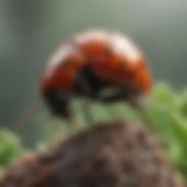 Predatory Ladybug with Stink Bug Prey