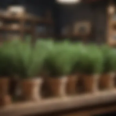 Market stall showcasing premium rosemary plants