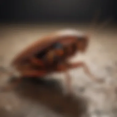 Prevention of Cockroach-Borne Diseases