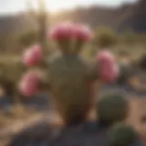 Prickly Pear Cactus on Arid Terrain