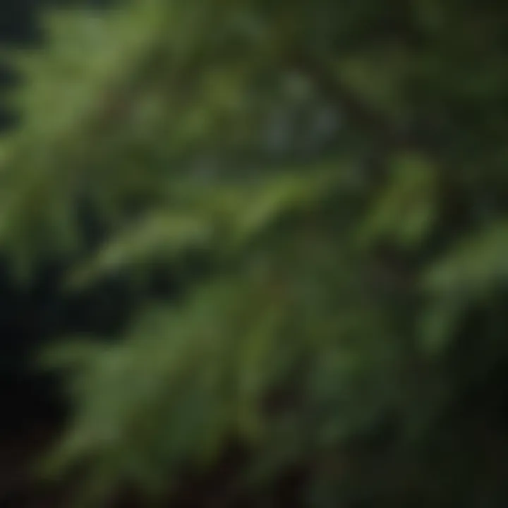 Close-up of Pyramidalis Arborvitae Branches and Foliage