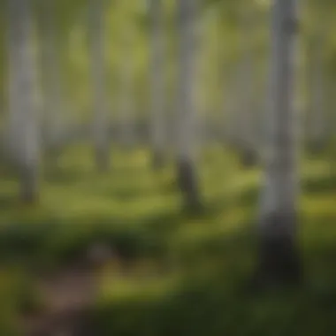 Quaking Aspen Grove in Colorado