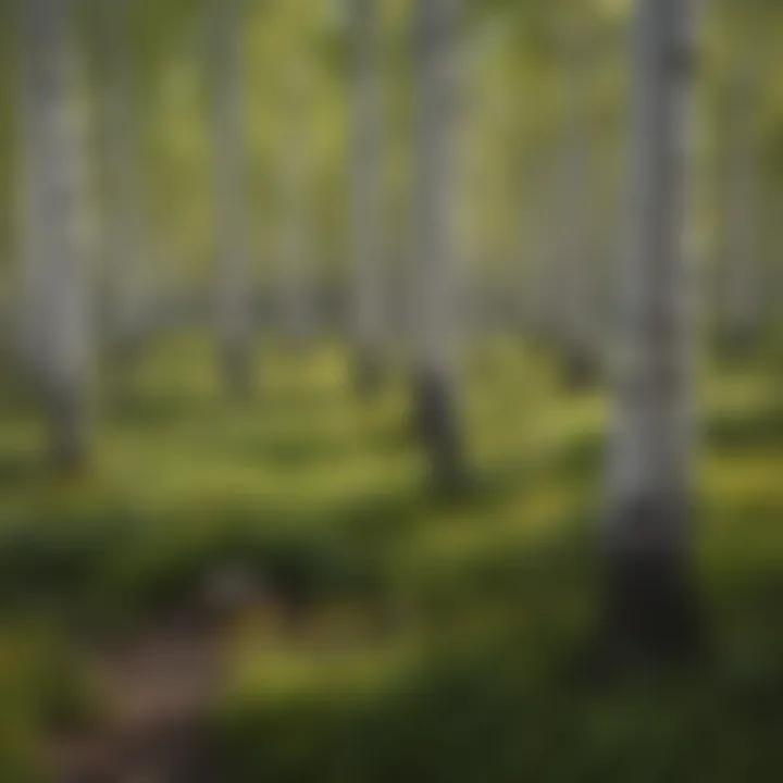 Quaking Aspen Grove in Colorado