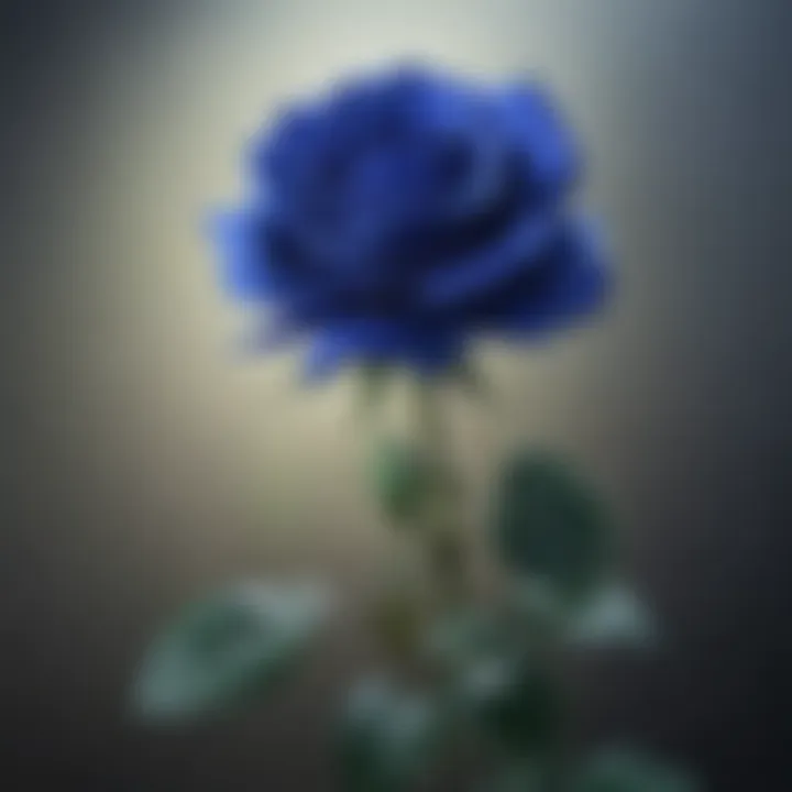 An infographic detailing the botanical science behind blue roses.