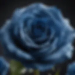 Stunning close-up of a real blue rose showcasing its unique petals.