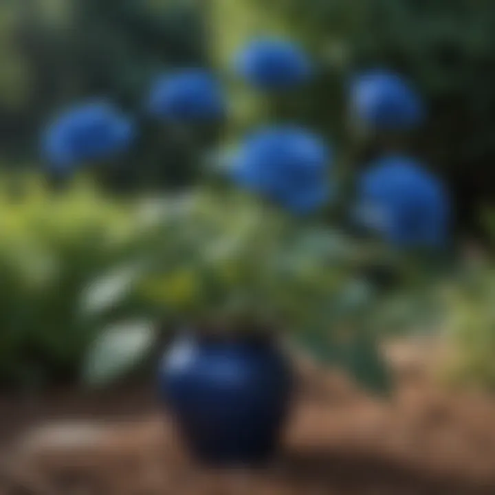 An artistic depiction of blue roses in a natural garden setting.