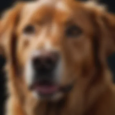 Close-up of the distinctive red coat of a golden retriever