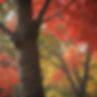 Colorful Blooms of the Red Maple Tree