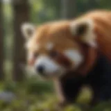 Red panda in a natural habitat