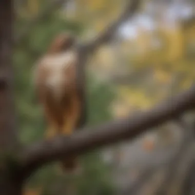 Red-Tailed Hawk Perched on Tree Branch