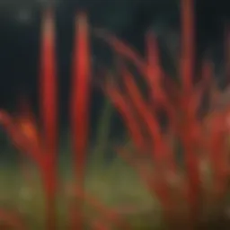 Vibrant red-tipped grass blades in close-up view