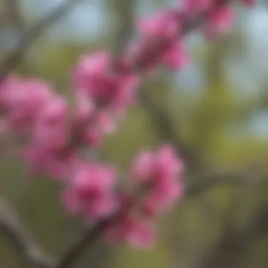 Redbud Tree Blossoms