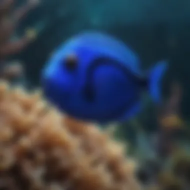 Regal Blue Tang Fish in Open Ocean