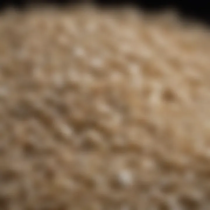 Rice grain close-up