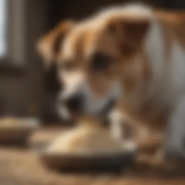 Dog enjoying rice meal