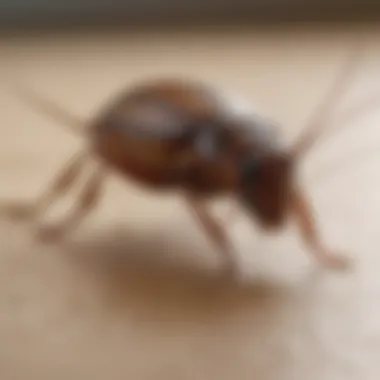 Close-up of a roach fleeing from the sound waves of a sonic repeller