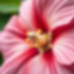 Close-up view of the Rose of Sharon petals showcasing their intricate details