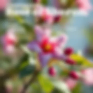 An infographic displaying the ecological benefits and conservation efforts related to the Rose of Sharon