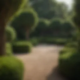 Lush round boxwood shrubs arranged in a formal garden setting