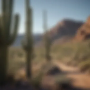 Saguaro Cactus in Desert Landscape