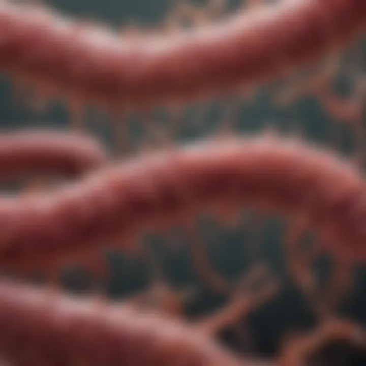 Salmonella Bacteria in Dog's Intestines illustration