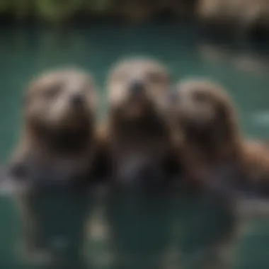 Playful Sea Otters at San Antonio Aquarium