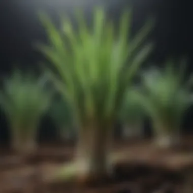 Unveiling the Lifecycle of Scallions Scallion Growth Stages