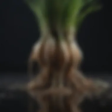 Exploring the Intricacies of Scallion Roots Scallion Root Structure