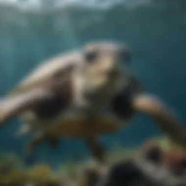 Sea Turtle Swimming in Ocean