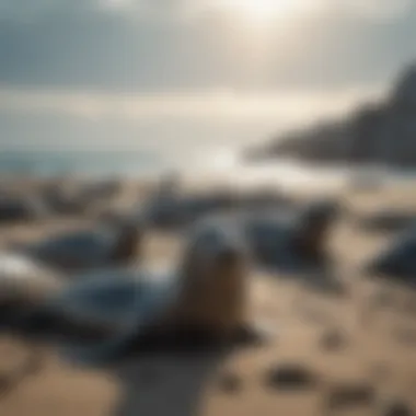 Seal colony relaxing on the beach