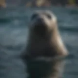 Seal swimming gracefully in the ocean