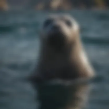 Seal swimming gracefully in the ocean