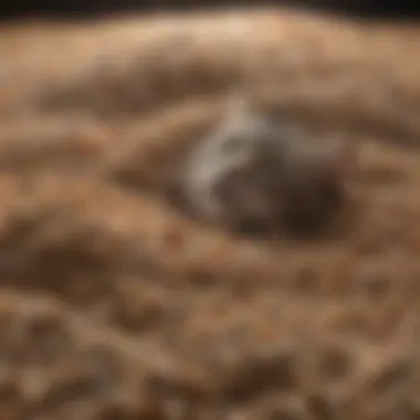 Clumping Cat Litter Texture Close-up of clumping cat litter showcasing its texture