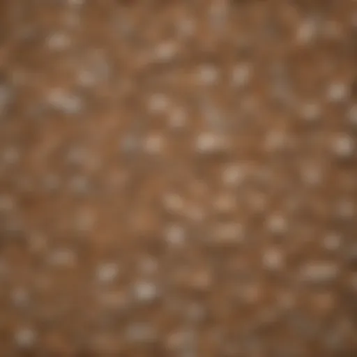 A selection of different cat litter types arranged neatly