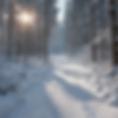 Ski Trails amidst Snow-Covered Forest