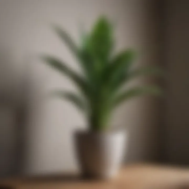 Snake Plant in a minimalist interior with subtle lighting