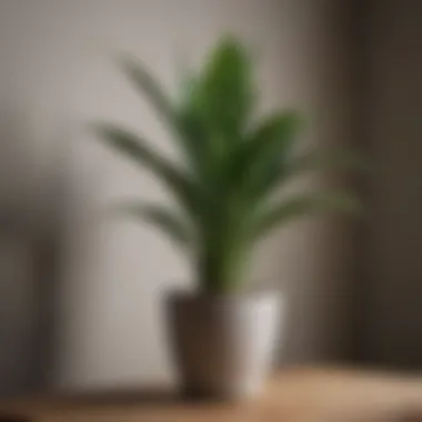 Sleek Snake Plant Adapting to Low-Light Environments Snake Plant in a minimalist interior with subtle lighting