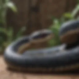 Venomous snake coiled in striking position