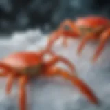 Snow Crab Claws Close-up