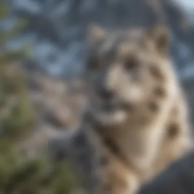 Snow Leopard in Mountain Habitat