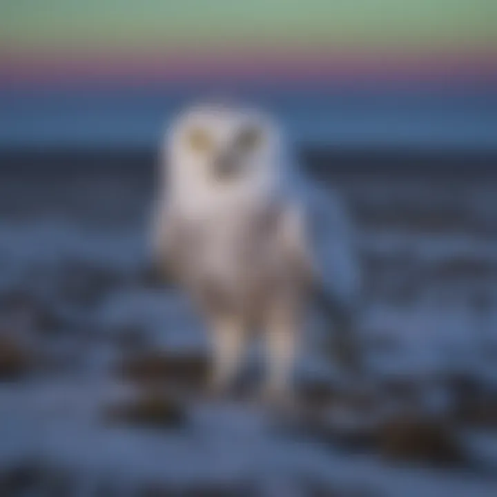 Snowy owl hunting on the vast tundra landscape under the Northern Lights