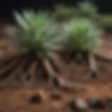 Succulent roots thriving in nutrient-rich soil mix