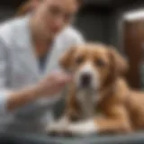 Veterinarian performing spaying surgery on a dog