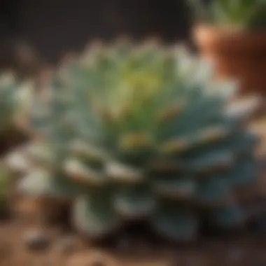 Succulent Absorbing Essential Nutrients from Specialized Soil Mix Succulent absorbing essential nutrients from specialized soil mix