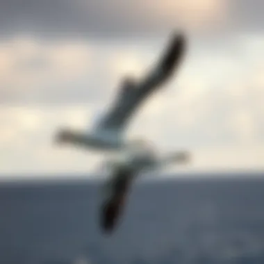 Two albatrosses in a synchronized flight