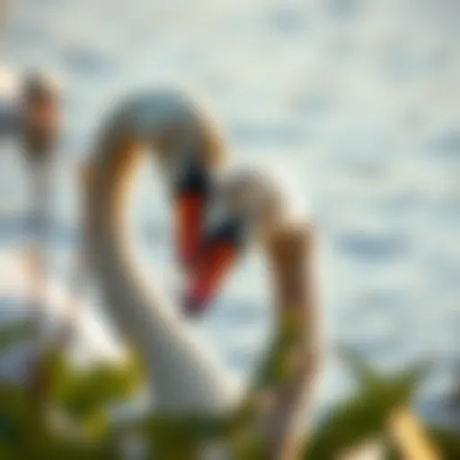 The Elegance of Swans: Symbols of Lifelong Love Pair of swans displaying lifelong bond